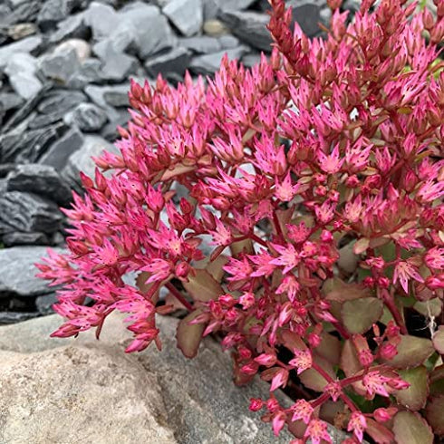 Seed Needs, Dragon's Blood Sedum Seeds for Planting (Sedum coccineum) Twin Pack of 1,000 Seeds Each - Heirloom & Open Pollinated - Great Groundcover for Rock Gardens