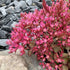Seed Needs, Dragon's Blood Sedum Seeds for Planting (Sedum coccineum) Twin Pack of 1,000 Seeds Each - Heirloom & Open Pollinated - Great Groundcover for Rock Gardens
