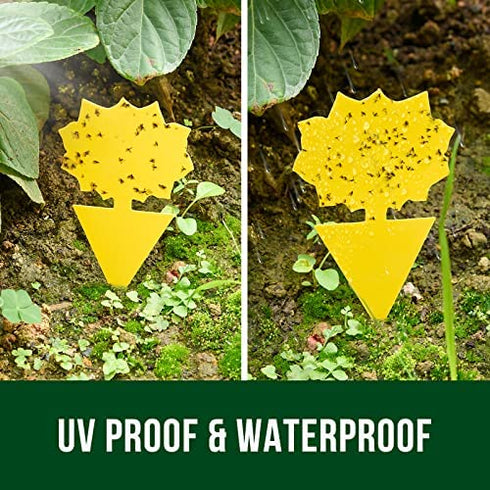 Garsum Fruit Fly Trap Yellow Sticky Fungus Gnat Killer for Indoor and Outdoor Plant Insect Catcher for White Flies,Mosquitos,Fungus Gnats,Flying Insects,12 pcs