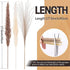 Jethami 60pcs Dried Pampas Grass, Tall Pompous Grass Large Fluffy Pampas Grass Small Pompass Branches Bouquet Pampass Bundle Pompas Floral Boho Decor
