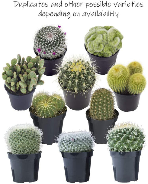 Altman Plants Assorted Cactus Collection 2.5" 4 pack