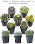 Altman Plants Assorted Cactus Collection 2.5" 4 pack