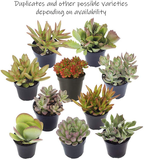 Altman Plants Desert Fire Collection 2.5" 4 Pack