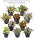 Altman Plants Desert Fire Collection 2.5" 4 Pack