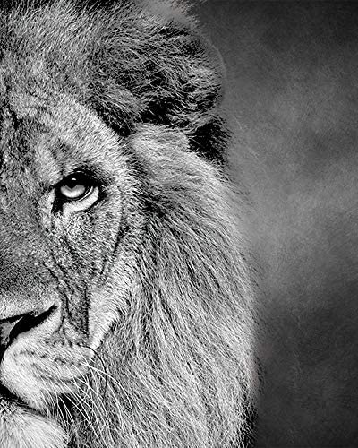 Black and White Theme Wild Animals Lioness Male lion female lion Wall Paintings Set of 2 Wall Art for Bedroom Wall Canvas Decor Wall Art Print Poster for Office Living Home Decor 8X10 inches No frame