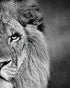 Black and White Theme Wild Animals Lioness Male lion female lion Wall Paintings Set of 2 Wall Art for Bedroom Wall Canvas Decor Wall Art Print Poster for Office Living Home Decor 8X10 inches No frame