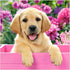 3ABOY Dog Diamond Art Kits for Kids,5D DIY Dog Diamond Painting Kits for Adults Animal Dog for Home Wall Decor(13.8X13.8inch) (ym001 Dog)