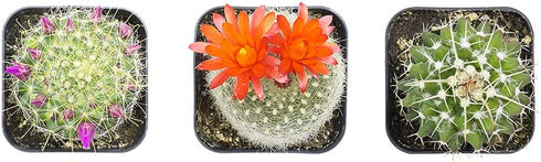Cactus Plants (Mix of 3), Mammillaria Cactus Plants Live in Cactus Soil, Opuntia Cactus Live Plants, Cacti Plants Live, Cactus D©cor Succulents, Cacti D©cor Drought Tolerant Plants by Plants for Pets