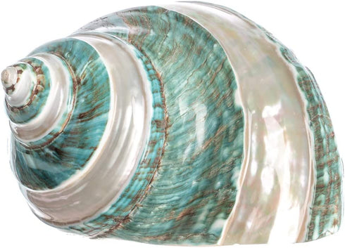 Hermit Crab Shells | Turbo Shells | Jade Green Banded Turbo Shell 4"-4.5" | Hermit Crab House for Décor | Plus Free Nautical eBook by Joseph Rains