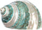 Hermit Crab Shells | Turbo Shells | Jade Green Banded Turbo Shell 4"-4.5" | Hermit Crab House for Décor | Plus Free Nautical eBook by Joseph Rains