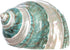 Hermit Crab Shells | Turbo Shells | Jade Green Banded Turbo Shell 4"-4.5" | Hermit Crab House for Décor | Plus Free Nautical eBook by Joseph Rains