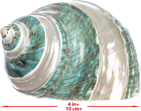 Hermit Crab Shells | Turbo Shells | Jade Green Banded Turbo Shell 4"-4.5" | Hermit Crab House for Décor | Plus Free Nautical eBook by Joseph Rains