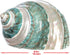 Hermit Crab Shells | Turbo Shells | Jade Green Banded Turbo Shell 4"-4.5" | Hermit Crab House for Décor | Plus Free Nautical eBook by Joseph Rains