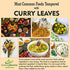 Ceylonflavors Curry Leaves Gluten Free Naturally Air Dried Herbs Fresh Groceries with All Flavors Asian Food Spices Pure and Organic - Kari Patta 0.5 oz / 15 g