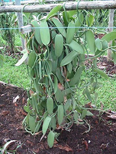 10 Split Extract Grade B Madagascar Bourbon Vanilla Beans 13~15 cm (5~6") by Vanilla Products USA