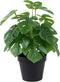 LuckyGreenery Artificial Monstera, Realistic Fake Plants with Pots for Home and Office Decoration, 12in (H) x 5in (W)