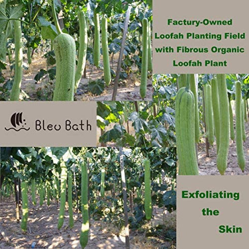 Bleu Bath (3 Pack) Dual-Sided Exfoliating Skin Towel Cotton Terry Body Cloth Scrubber Premium Sturdy Loofah Towel Soft and Buffing Wash Cloth White for Either Oil or Dry Skin