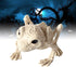 BESTOYARD 1pc Halloween Animal Scary Skeleton Props Happy Halloween Spooky Skull Animal Skeleton Frame (Frog)