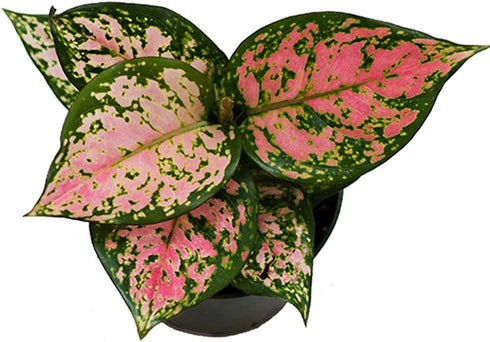 American Plant Exchange Aglaonema Chinese Evergreen Hot Pink Valentine Wishes Live Plant, 4" Pot, Indoor/Outdoor Air Purifier