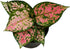 American Plant Exchange Aglaonema Chinese Evergreen Hot Pink Valentine Wishes Live Plant, 4" Pot, Indoor/Outdoor Air Purifier