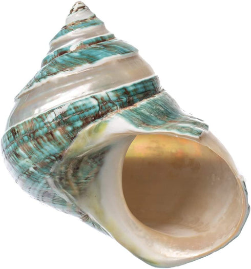 Hermit Crab Shells | Turbo Shells | Jade Green Banded Turbo Shell 4"-4.5" | Hermit Crab House for Décor | Plus Free Nautical eBook by Joseph Rains