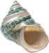Hermit Crab Shells | Turbo Shells | Jade Green Banded Turbo Shell 4"-4.5" | Hermit Crab House for Décor | Plus Free Nautical eBook by Joseph Rains