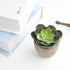 FEPITO 5 Pcs Artificial Succulent Plants with 2 Pcs Plant Hangers?2.4 Mini Faux Succulents Artificial Cactus Aloe Echeveria with Gray Pots Hanging Stems Bulk for Home Indoor Decoration