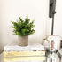 Artificial Mini Potted Plants Plastic Fake Green Plant Small Faux Plants in Pots for Home Table Office Desk Room Bathroom House Decor