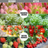 Grow Lights for Indoor Plants, Plant Lights for Indoor Plants with Red Blue LED for Plants Succulent Growing, 3 Light Modes Grow Lights Timing Function (20)