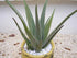 American Plant Exchange Aloe Vera Indoor/Outdoor Air Purifier Live Plant, 6" Pot, Natural Disinfectant/Sanitizer