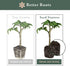 Window Garden Fiber Soil Direct Plant Seed Starters (36mm) 48 Pods - use with our Seed Starter Kit or Any Tray. Expands with Water, Grow Herbs, Flowers and Vegetables. No Messy Soil, Easy,Successful