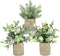 Hasken 3 Pack Mini Potted Artificial Potted Plants Mini Fake Eucalyptus Greenery in Pots for Home Decor Office Desk Shower Room Decoration