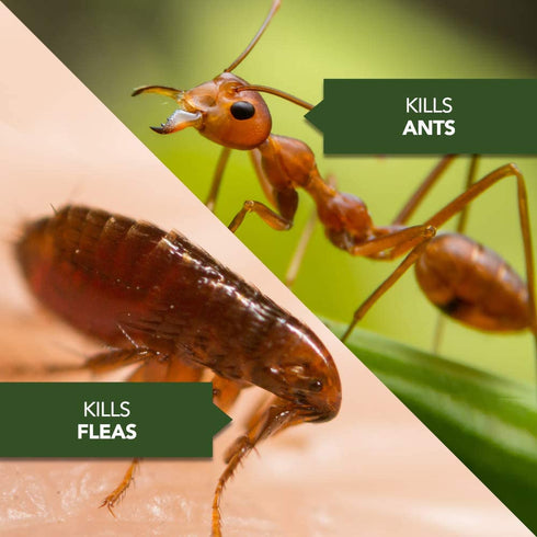 BioAdvanced Carpenter Ant and Termite Killer Plus, Insect Killer and Pesticide for Outdoors, 40-Ounce, Concentrate 700310A