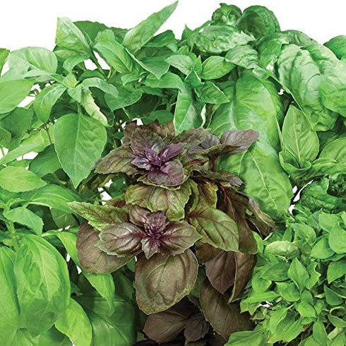 AeroGarden International Basil Seed Kit, 6-pod