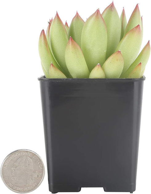 Costa Farms Succulents Fully Rooted Live Indoor Plant, 2.5-Inch Echeveria, in Grower's Pot