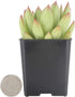 Costa Farms Succulents Fully Rooted Live Indoor Plant, 2.5-Inch Echeveria, in Grower's Pot
