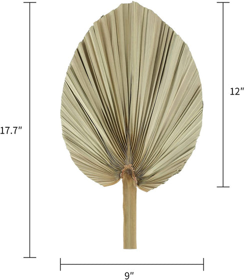 Natural Large Dried Palm Leaves-3 Pcs 17.7 Inch Dried Palm Spears Plant for Boho Style Art Wall Hanging Ornament | Neutral Home House Decor | Wedding Decor | Party Decoration | Flower and Leaf Decor