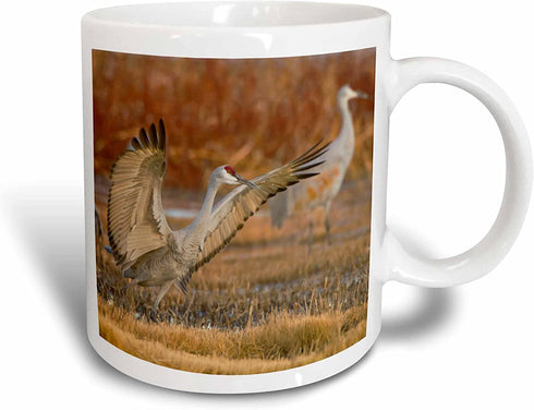 3dRose Sandhill Crane Landing At Roost Pond New Mexico USA Ceramic Mug, 15 oz, White
