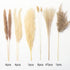 Natural Dried Pampas Grass 65pcs Boho Decor Pampas Grass Bundles Perfect for Home Wedding Decoration Kitchen Decor Flower Arrangement DIY Wreath Balcony Placement
