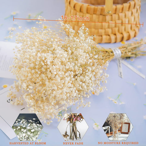 Dried-Babys-Breath-Flowers-Bouquet-17 inch 1500+ Ivory White Flowers, Natural Gypsophila Branches for Wedding, DIY Home Party Decor, Table Vase Decor for Parents, Friend, Children (White)