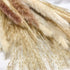 60 Pcs Dried Pampas Grass Decor - Pompass Grass Branches/ Dried Pompous Grass for Flower Arrangements Wedding Home Decor( 15 Pcs Brown Pampas Grass& 15 Pcs White Pampas Grass &30 Pcs Reed Grass)