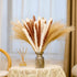 Pampas Grass, 65Pcs Natural Dried Pampas Grass Decor With 20Pcs Cream White Pampas Grass& 20Pcs Brown Pampas&25Pcs Pompous Grass,17.5"Bouquet For Dried Flowers Decor And Flower Arrangements Home Decor