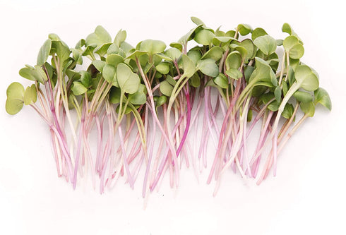 Rainbow Radish Sprouting Seeds Mix | Heirloom Non-GMO Seeds for Sprouting & Microgreens | Contains Red Arrow, Purple Triton & White Daikon Radish Seeds 1 lb Resealable Bag | Rainbow Heirloom Seed Co.