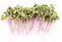 Rainbow Radish Sprouting Seeds Mix | Heirloom Non-GMO Seeds for Sprouting & Microgreens | Contains Red Arrow, Purple Triton & White Daikon Radish Seeds 1 lb Resealable Bag | Rainbow Heirloom Seed Co.