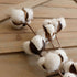 idyllic Pack of 6 Cotton Stems - 31 Inches Tall - 12 Cotton Bolls Per Stem Real Elastic Cotton Stalk Rustic Floral for Home Decor Wedding Centerpiece Farmhouse Style