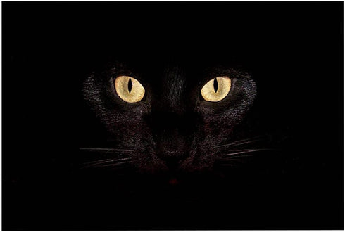 ChezMax Out Doormat Non-Slip Door Mat Waterproof Rugs Indoor Carpet Universal Welcome Mat Front Door Mud Absorbent for Floor Entrance Bath Kitchen Entryway Black Cat 16" X 23"