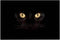 ChezMax Out Doormat Non-Slip Door Mat Waterproof Rugs Indoor Carpet Universal Welcome Mat Front Door Mud Absorbent for Floor Entrance Bath Kitchen Entryway Black Cat 16" X 23"