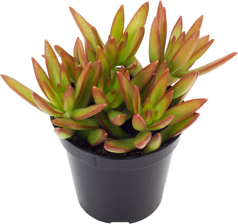 Altman Plants Desert Fire Collection 2.5" 4 Pack