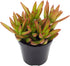 Altman Plants Desert Fire Collection 2.5" 4 Pack