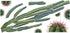 RoomMates RMK3860GM Cactus Peel and Stick Giant Wall Decals